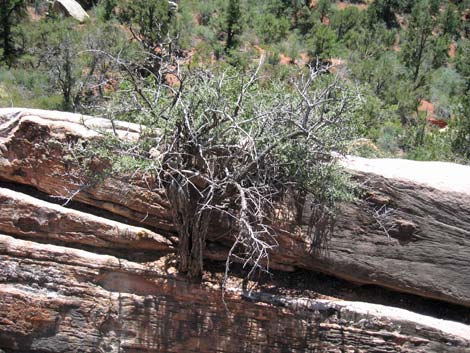 Littleleaf Mountain Mahogany (Cercocarpus intricatus)