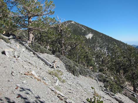 Littleleaf Mountain Mahogany (Cercocarpus intricatus)