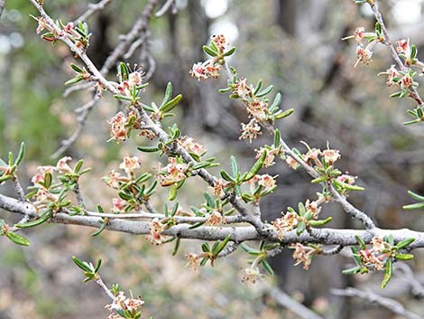 Littleleaf Mountain Mahogany (Cercocarpus intricatus)