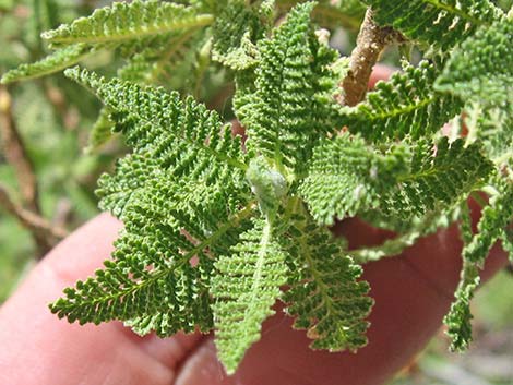 Fernbush (Chamaebatiaria millefolium)Fernbush (Chamaebatiaria millefolium)