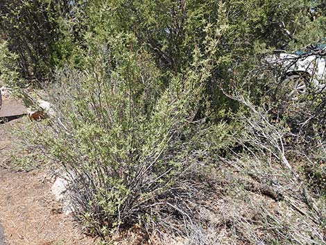 Fernbush (Chamaebatiaria millefolium)