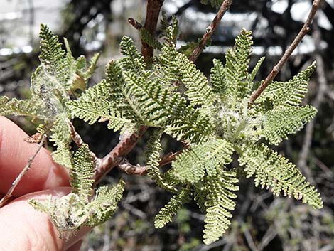 Fernbush (Chamaebatiaria millefolium)