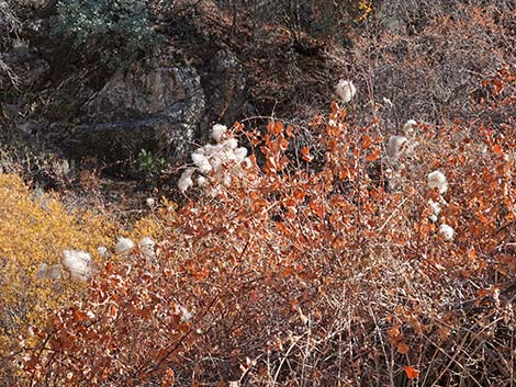 Western White Clematis (Clematis ligusticifolia)