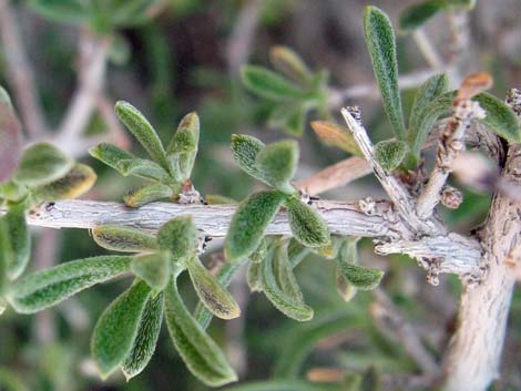 Blackbrush (Coleogyne ramosissima)