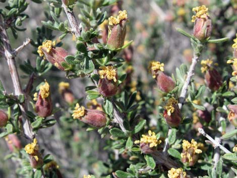 Blackbrush (Coleogyne ramosissima)