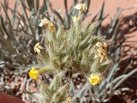 Basin Yellow Cryptantha (Cryptantha confertiflora)