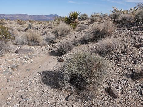 California Jointfir (Ephedra californica)