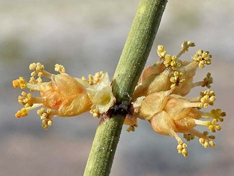 Nevada Jointfir (Ephedra nevadensis)