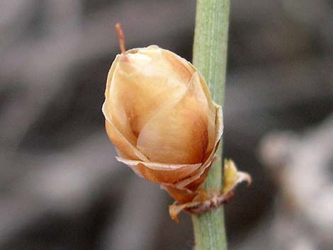 Torrey's Jointfir (Ephedra torreyana)