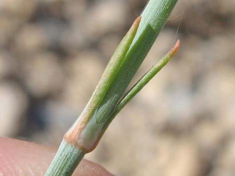 Torrey's Jointfir (Ephedra torreyana)