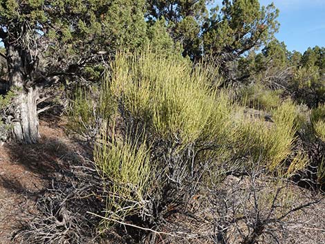 Mormon Tea (Ephedra viridis)