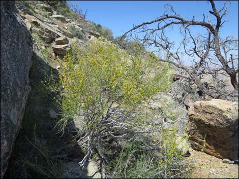 Mormon Tea (Ephedra viridis)