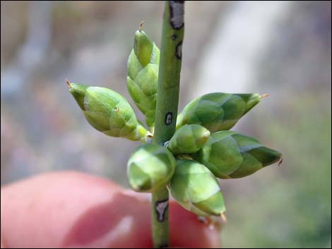 Mormon Tea (Ephedra viridis)