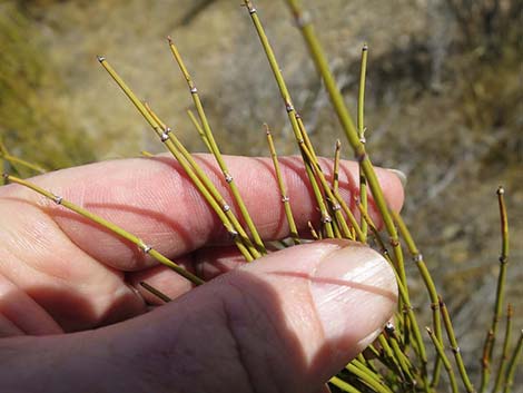 Mormon Tea (Ephedra viridis)