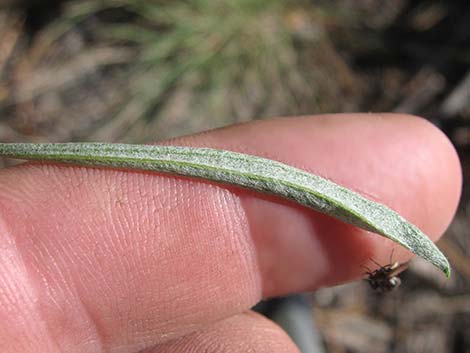 Rubber Rabbitbrush (Ericameria nauseosa)