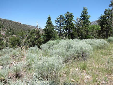 Rubber Rabbitbrush (Ericameria nauseosa)