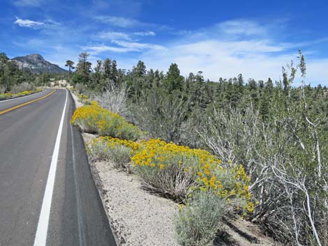 Rubber Rabbitbrush (Ericameria nauseosa)