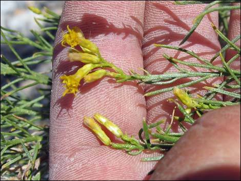 Mojave Rabbitbrush (Ericameria paniculata)