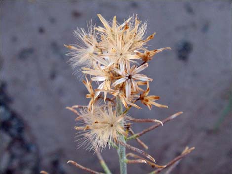 Mojave Rabbitbrush (Ericameria paniculata)