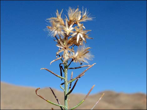 Mojave Rabbitbrush (Ericameria paniculata)