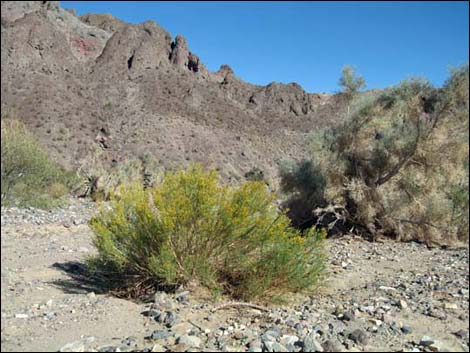 Mojave Rabbitbrush (Ericameria paniculata)