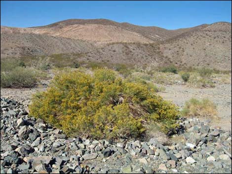 Mojave Rabbitbrush (Ericameria paniculata)