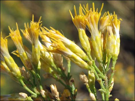 Mojave Rabbitbrush (Ericameria paniculata)