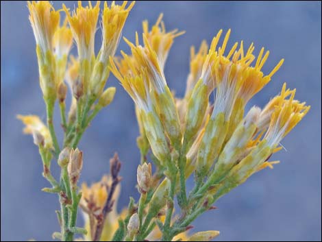 Mojave Rabbitbrush (Ericameria paniculata)