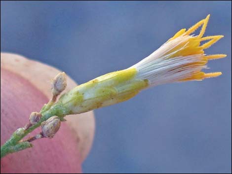 Mojave Rabbitbrush (Ericameria paniculata)