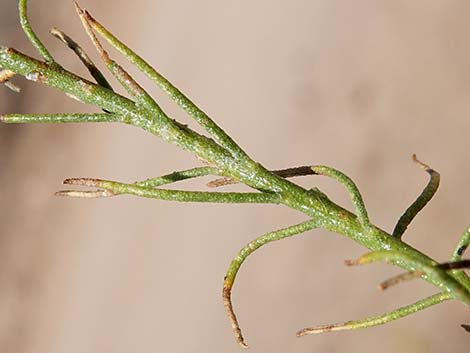 Mojave Rabbitbrush (Ericameria paniculata)