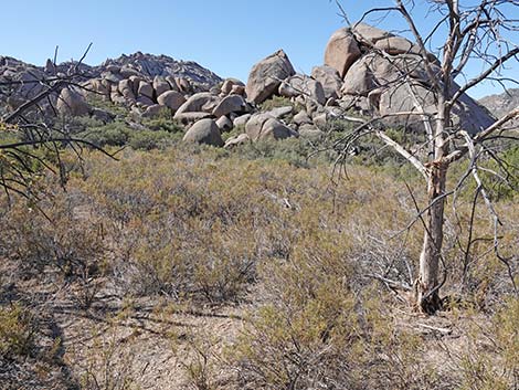 Narrow-leaved Yerba Santa (Eriodictyon angustifolium)