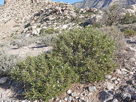 Narrow-leaved Yerba Santa (Eriodictyon angustifolium)