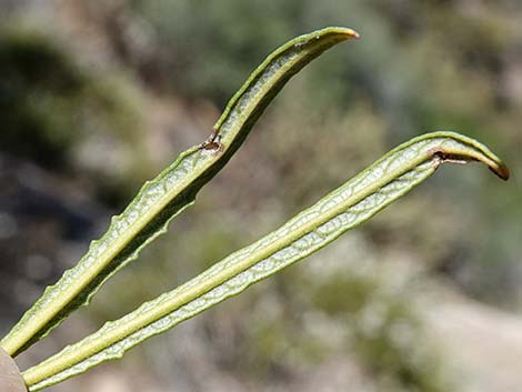 Narrow-leaved Yerba Santa (Eriodictyon angustifolium)