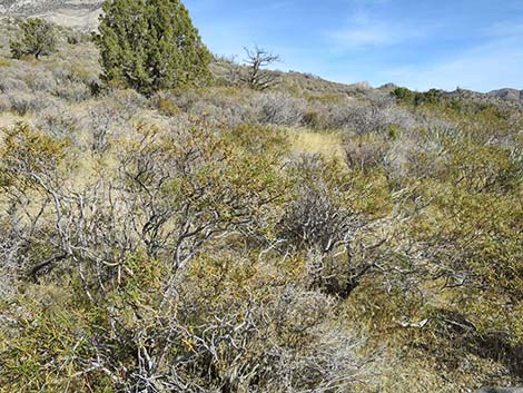 Narrow-leaved Yerba Santa (Eriodictyon angustifolium)