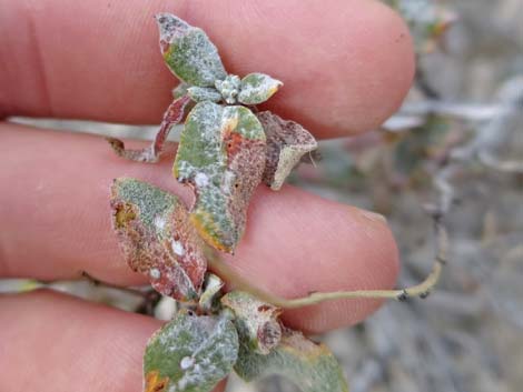 Las Vegas Buckwheat (Eriogonum corymbosum)