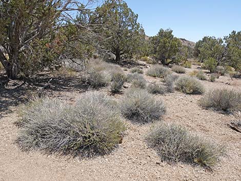 Eastern Mojave Buckwheat (Eriogonum fasciculatum var polifolium)