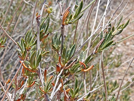 Eastern Mojave Buckwheat (Eriogonum fasciculatum var polifolium)