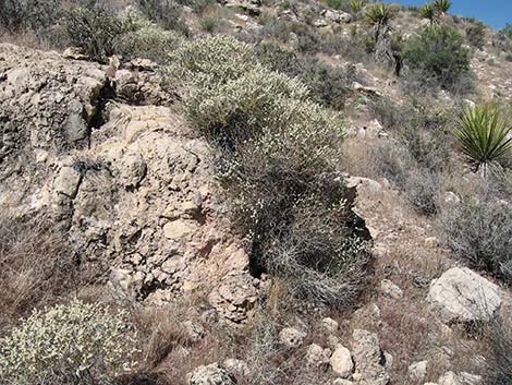 Smooth Heermann's Buckwheat (Eriogonum heermannii var. argense)