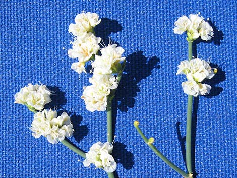 Heermann's Buckwheat (Eriogonum heermannii)