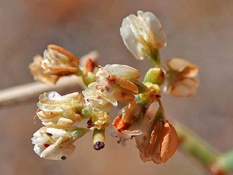 Smooth Heermann's Buckwheat (Eriogonum heermannii var. argense)