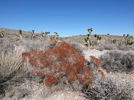 Grooved Heermann's Buckwheat (Eriogonum heermannii var. sulcatum)