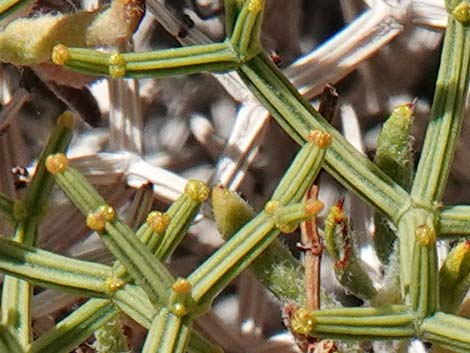 Grooved Heermann's Buckwheat (Eriogonum heermannii var. sulcatum)