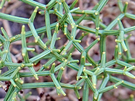 Grooved Heermann's Buckwheat (Eriogonum heermannii var. sulcatum)