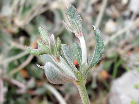 Panamint Mountains Buckwheat (Eriogonum panamintense)