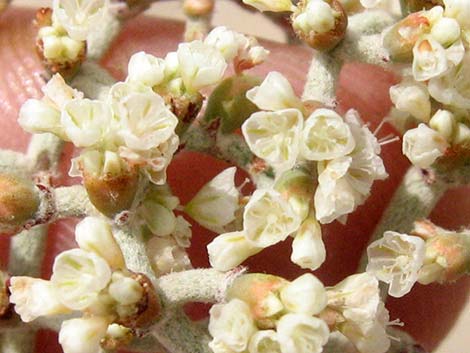 Yucca Buckwheat (Eriogonum plumatella)