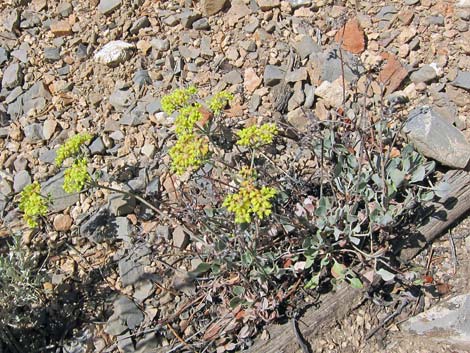 Sulphur-flower Buckwheat (Eriogonum umbellatum)