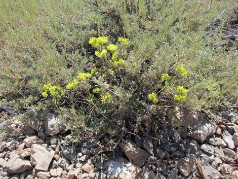 Sulphur-flower Buckwheat (Eriogonum umbellatum)