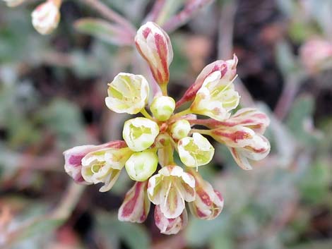 Sulphur-flower Buckwheat (Eriogonum umbellatum)