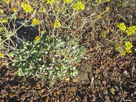 Sulphur-flower Buckwheat (Eriogonum umbellatum)