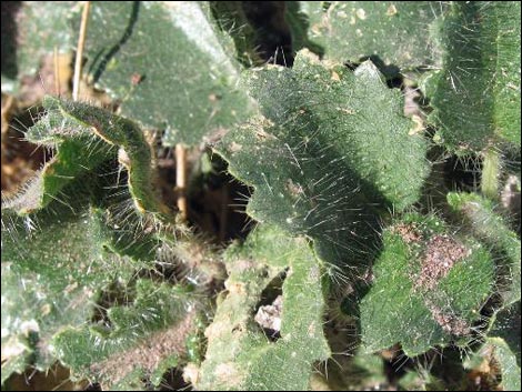 Desert Stingbush (Eucnide urens)